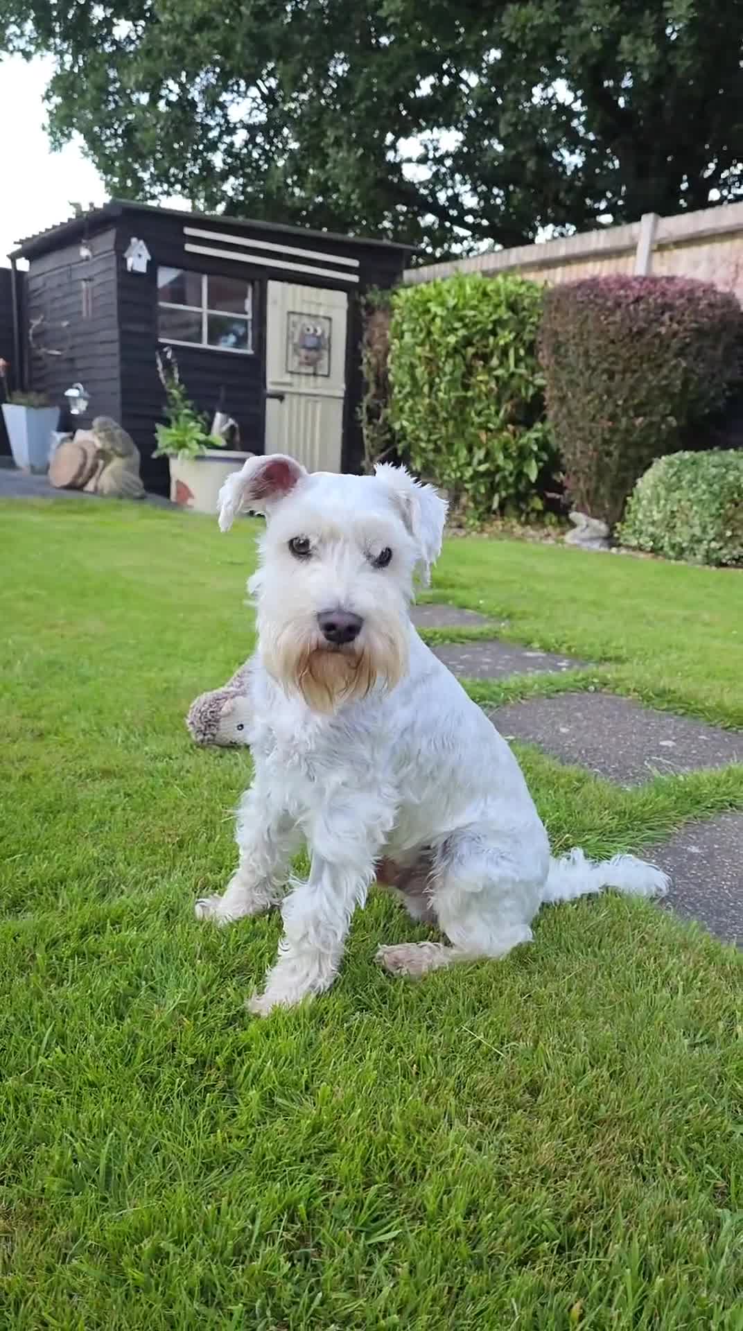 Miniature Schnauzer dogs for stud: White Miniature Schnauzer for stud - Video 1