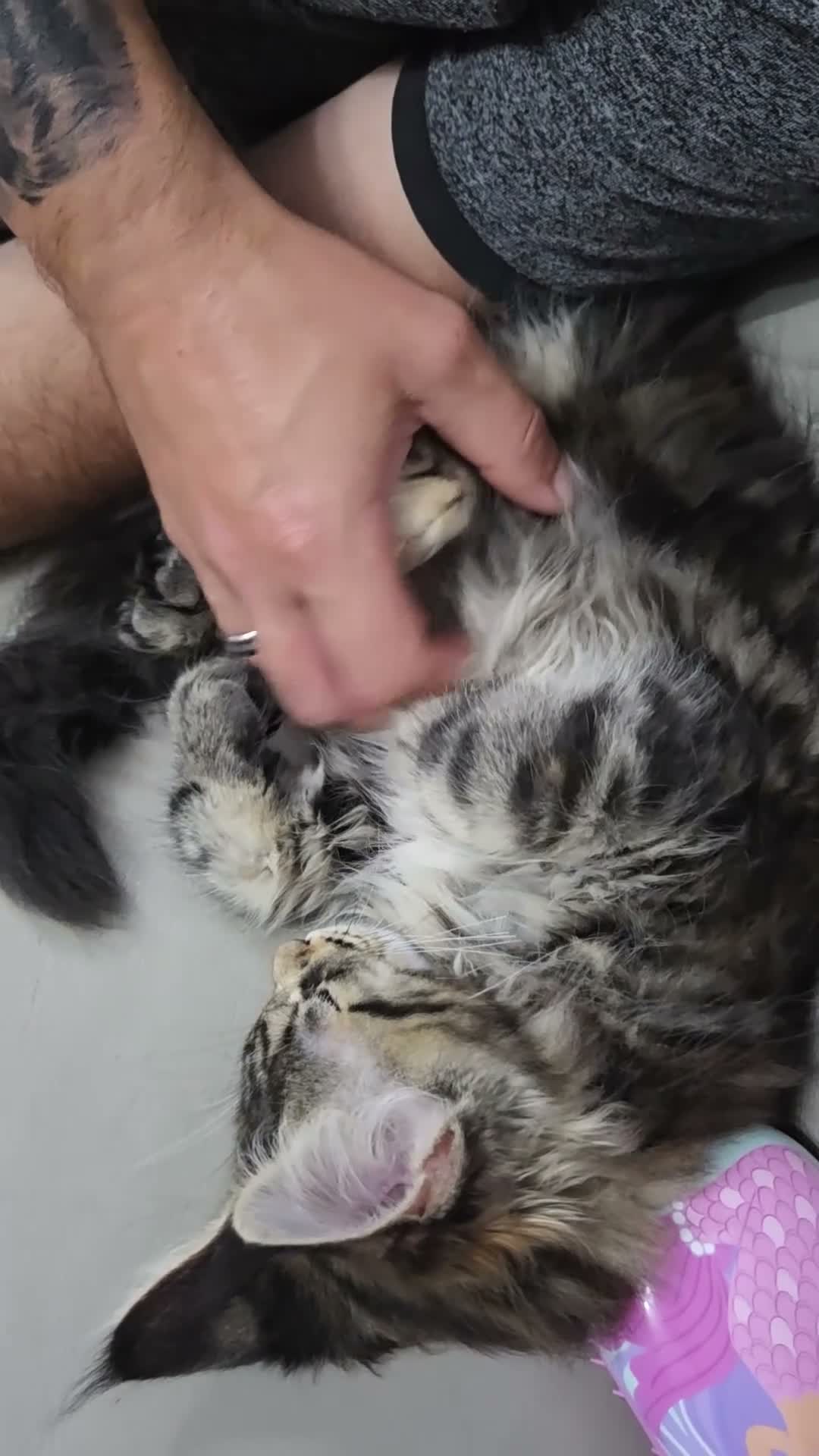 Maine Coon cats for sale: 🌟READY NOW 🌟 TICA tortie girl 🌟 - Video 2