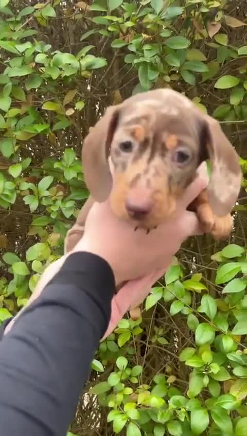 Miniature Dachshund dogs for sale: Isabella Dapple & chocolate & tan-dachshunds,  - Video 3