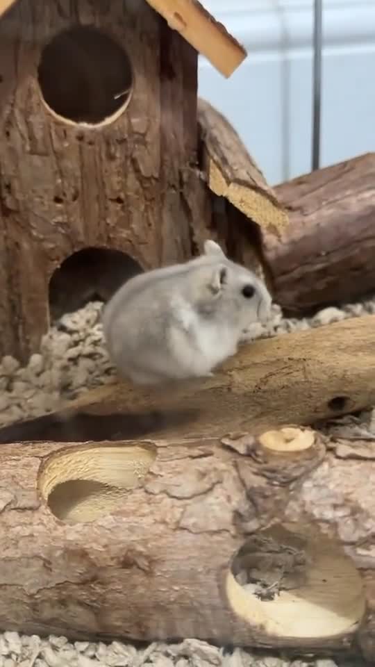 Hamster rodents for sale: Russian dwarf hamster  - Video 2