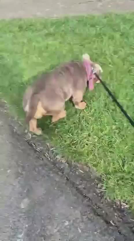 English Bulldog dogs for sale: Female English bulldog  - Video 2