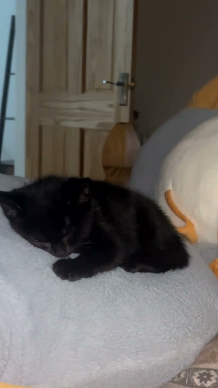 Mixed Breed cats for sale: Beautiful grey mixed kitten in Morecambe - Video 1