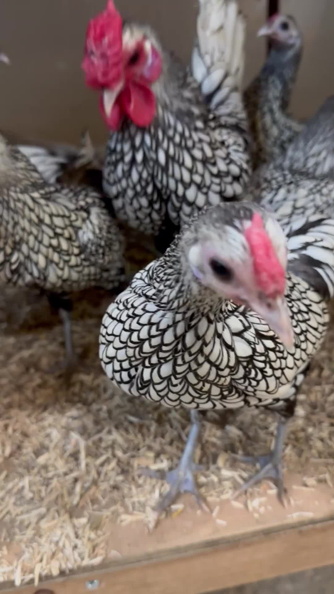 Chickens poultry for sale: Gold & Silver Sebright Chicks & POL - Video 1