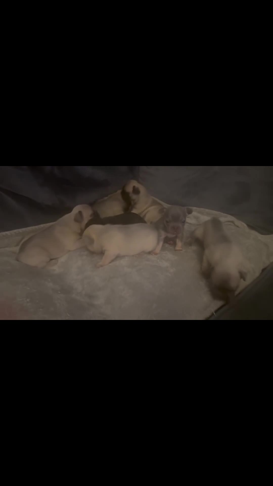 French Bulldog dogs for sale: Beautiful little Frenchie pups  - Video 1