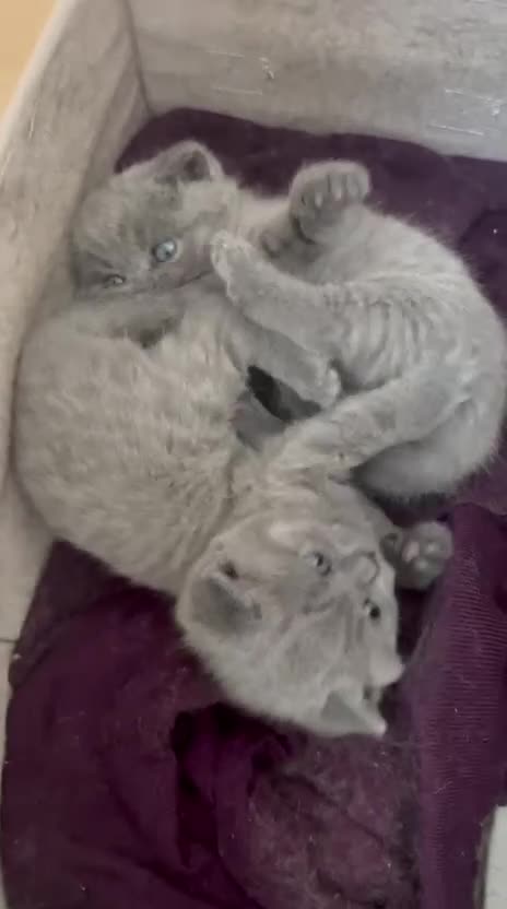 British Shorthair cats for sale: GCCF Registered Pure Breed Blue British Shorthair in New Malden - Video 2