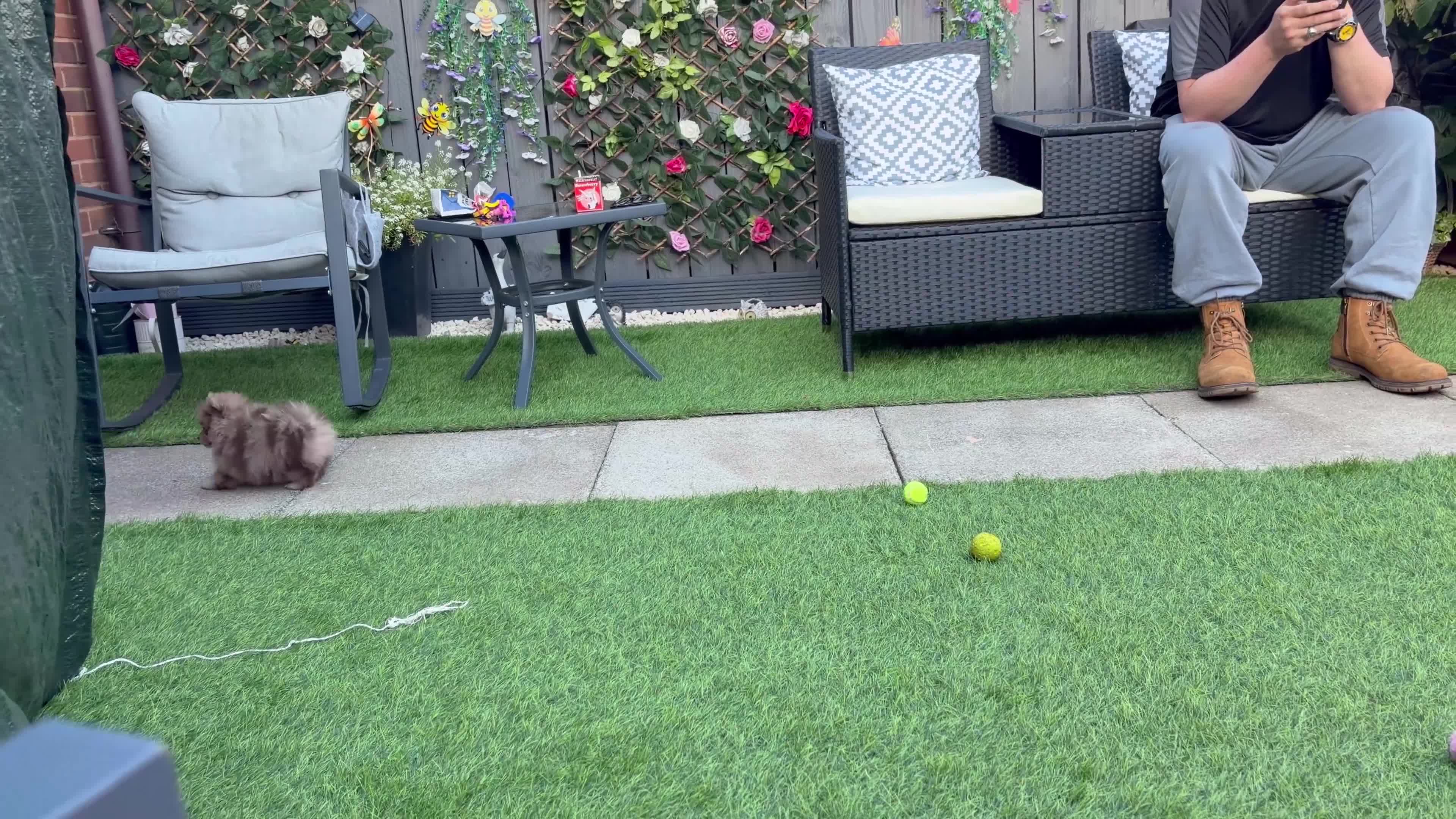 Pomeranian dogs for sale: READY NOW! KC✨DNA 100% POM!🧬HEALTH TESTED!🧬 - Video 1