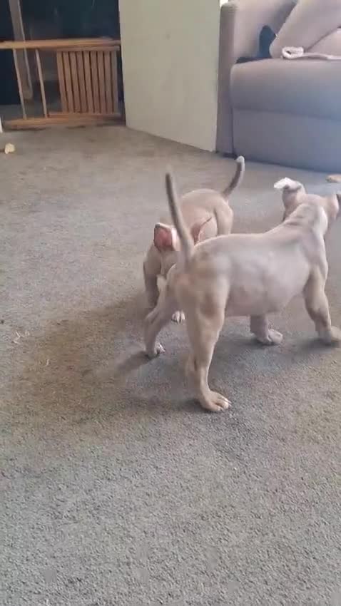 American Bully dogs for sale: 1 American female pocket bully  - Video 2