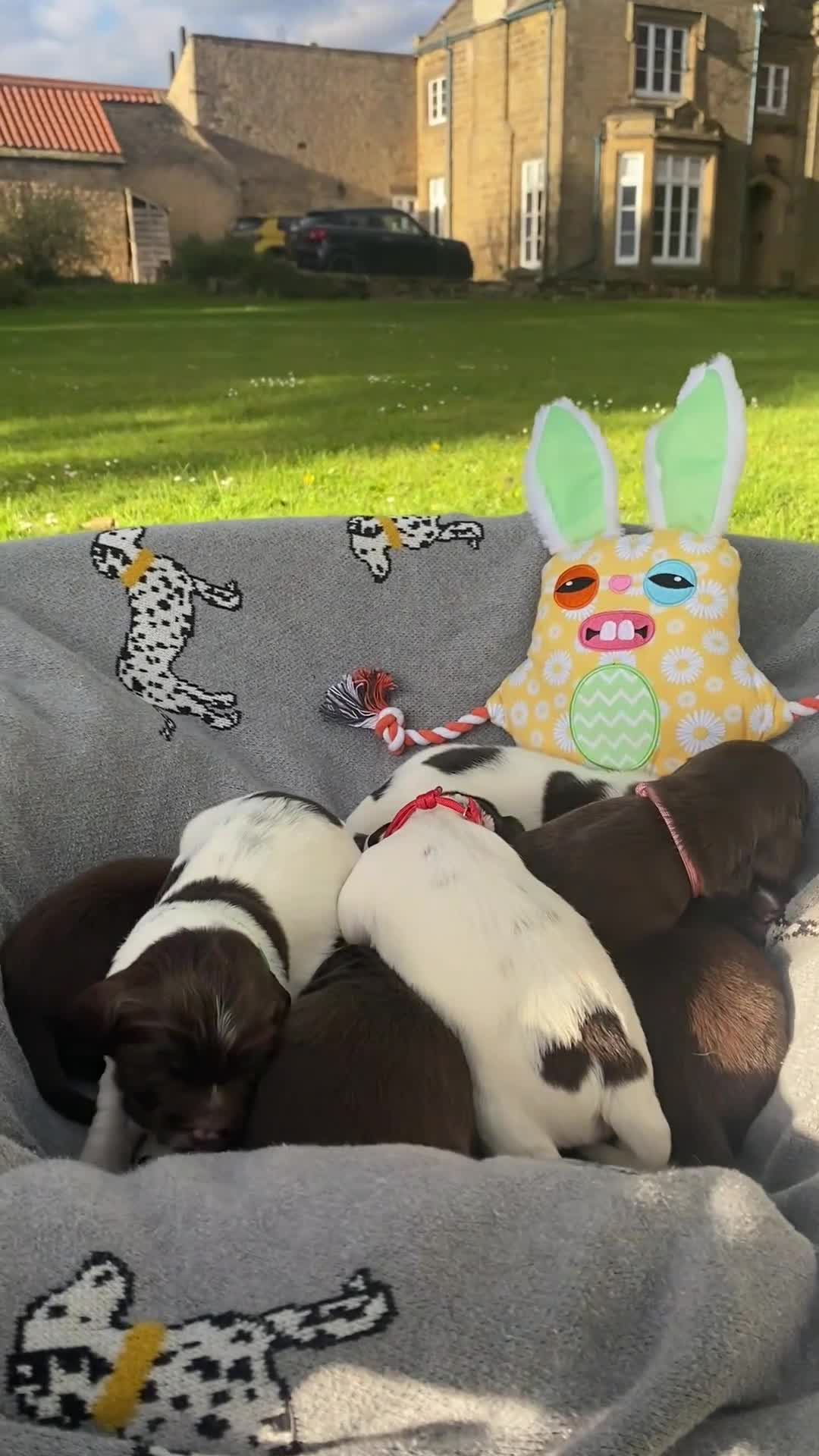 Springador dogs for sale: Beautiful Springador Puppies for Sale 🐾 - Video 1