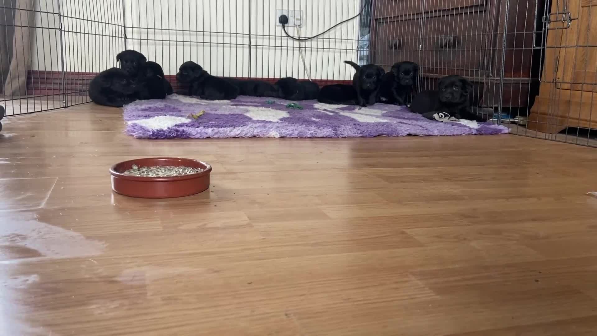Labrador Retriever dogs for sale: 10 Beautiful black Labrador puppies - Video 2