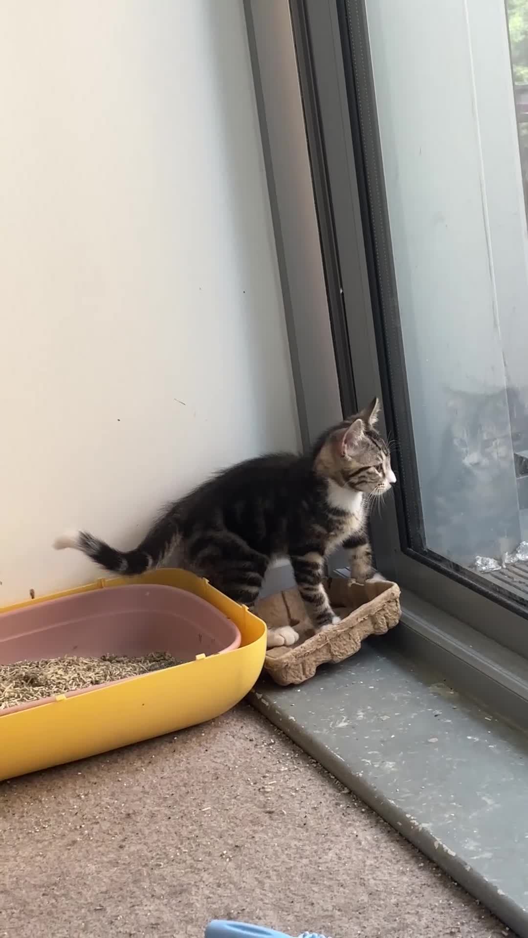 Mixed Breed cats for sale: Cuddly Tabby Kittens – Home Raised - Video 1
