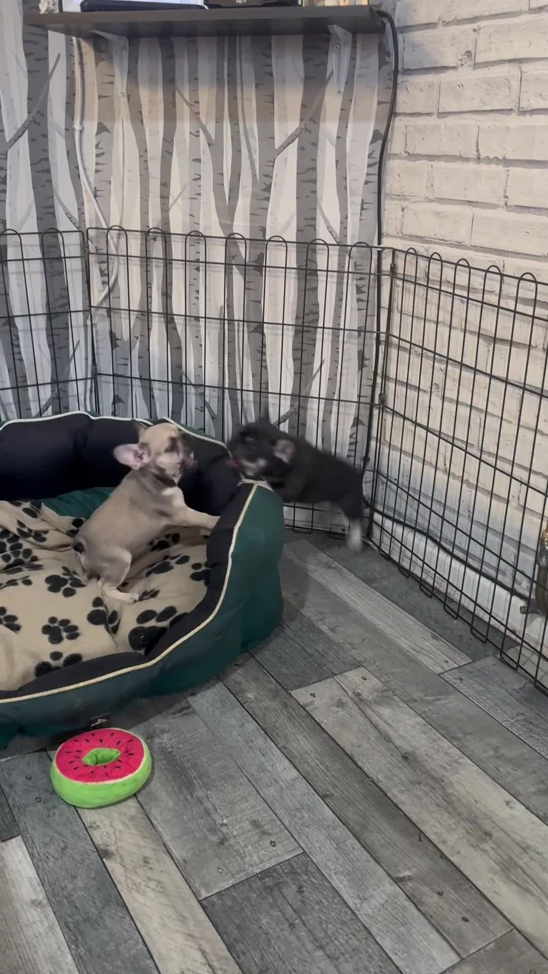 French Bulldog dogs for sale: Little frenchie!!!! - Video 1