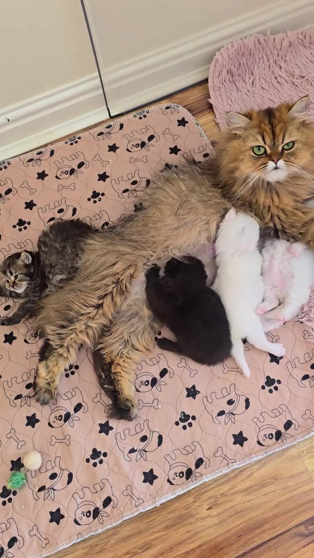 Persian cats for sale: Pedigree Minuet Persian kittens - Video 2