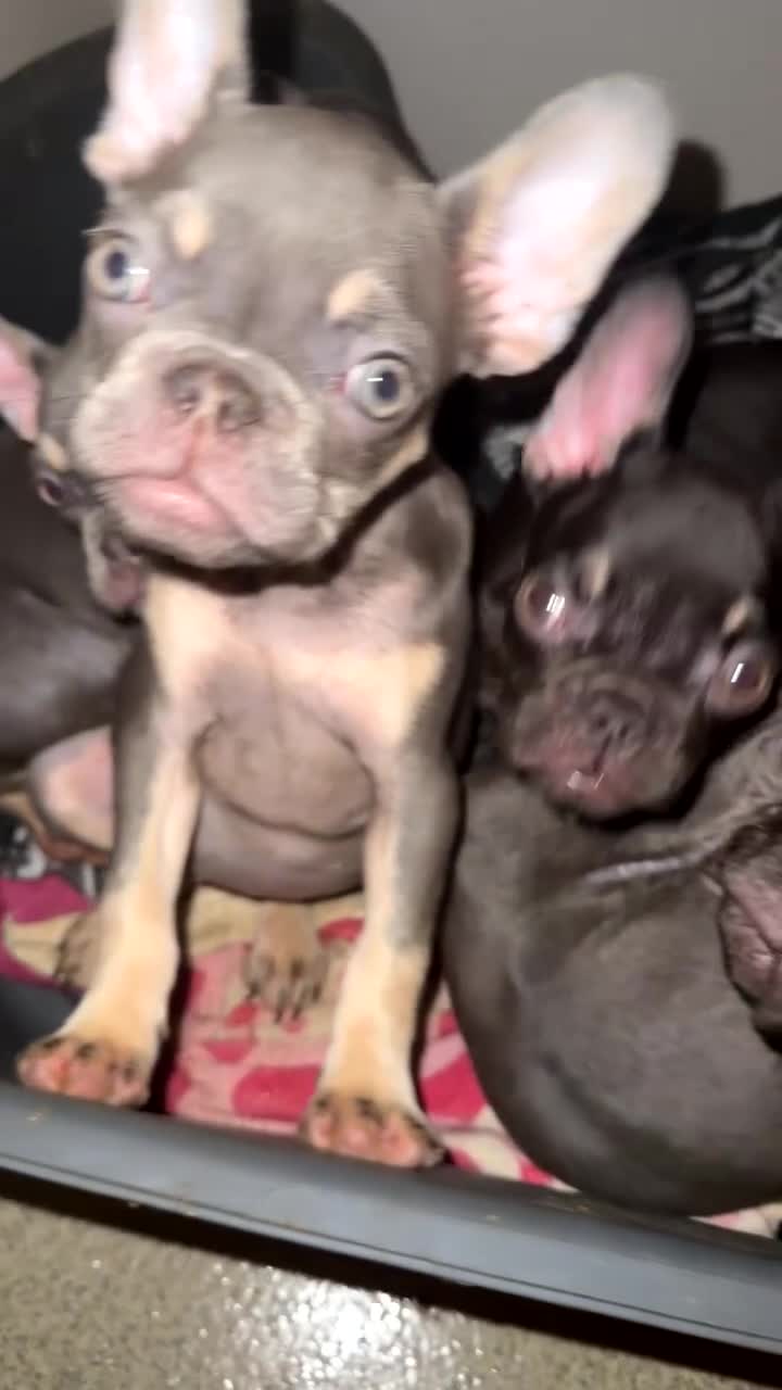 French Bulldog dogs for sale: French Bulldog puppies  in London - Video 1