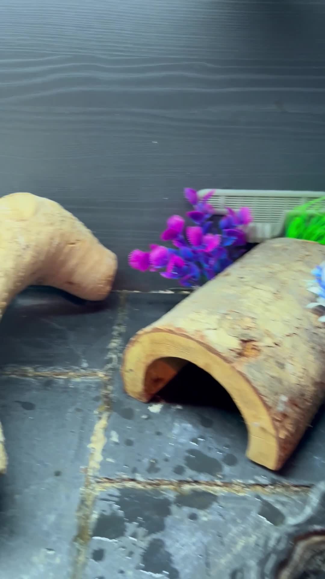 Bearded Dragon reptiles for sale: Buggzy - Video 1