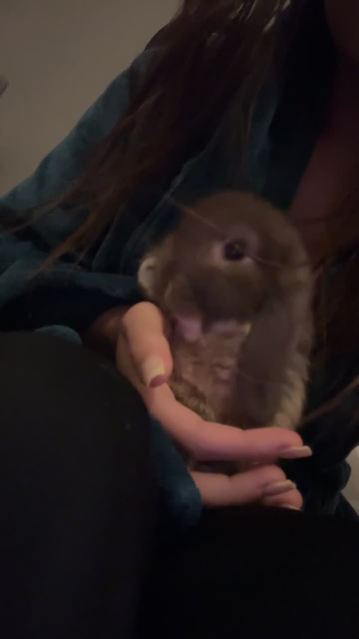 Mini Lop rabbits for sale: mini lop bunny in Darlington - Video 2