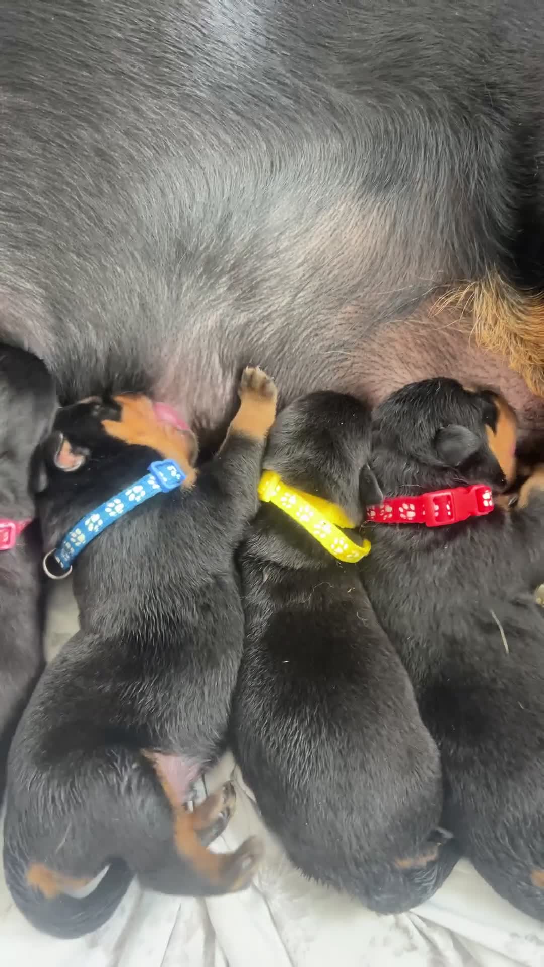 Rottweiler dogs for sale: Rottweiler  in Derby - Video 1