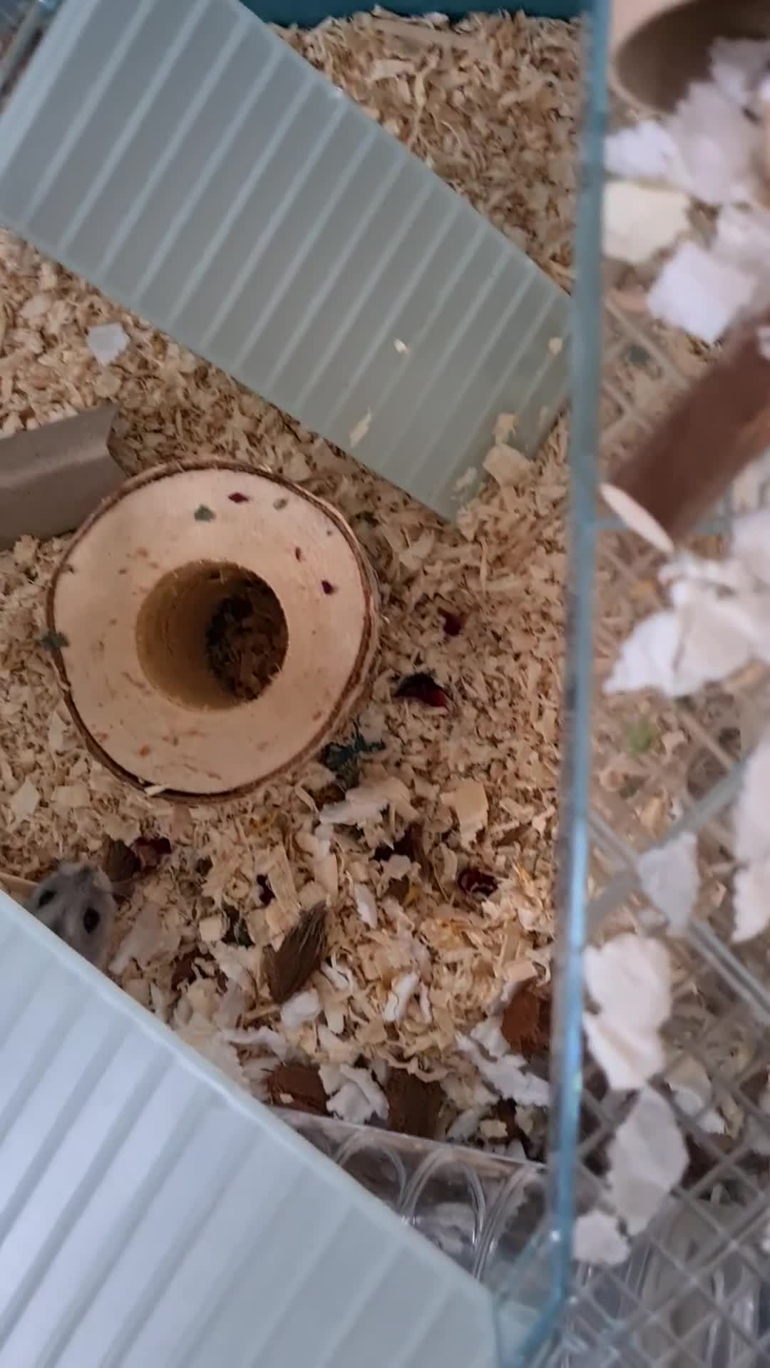 Hamster rodents for sale: Winter White dwarf hamster with cage and supplies in Dartford - Video 2