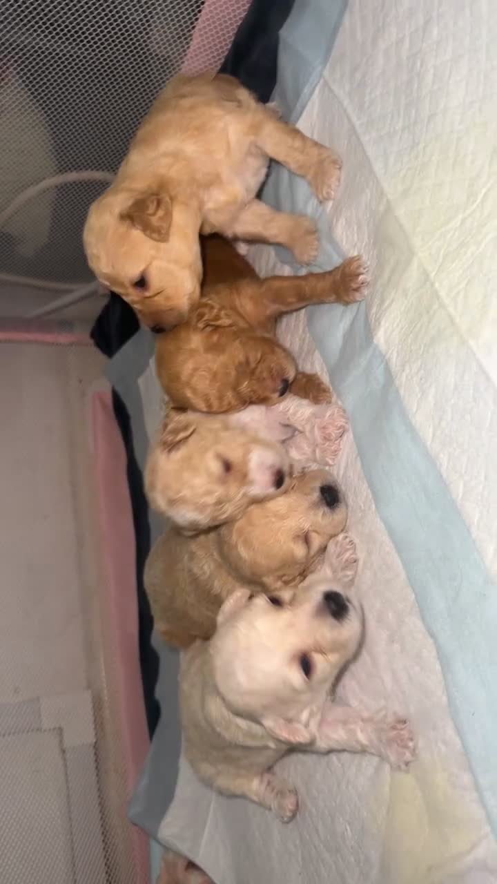 Maltipoo dogs for sale: 5 Maltipoo Puppies Looking For There Forever Homes - Video 2