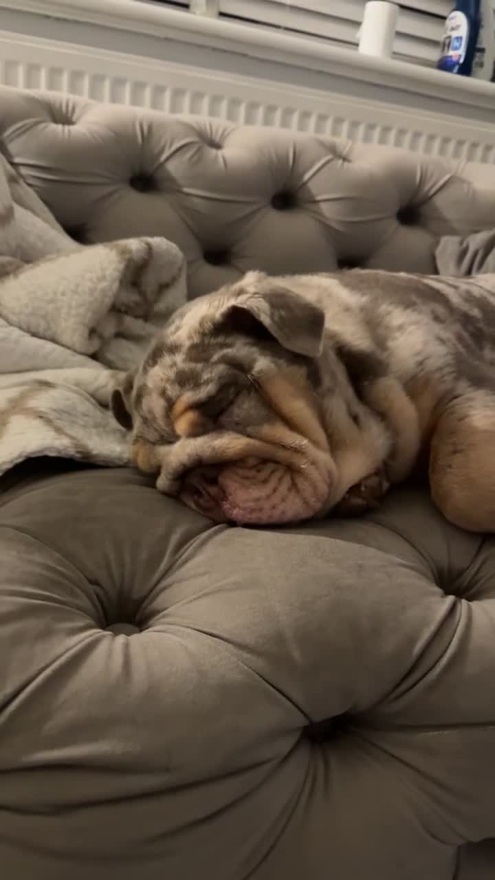 English Bulldog dogs for sale: 🐾 Winnie Looking for a Loving Home 🐾 - Video 2