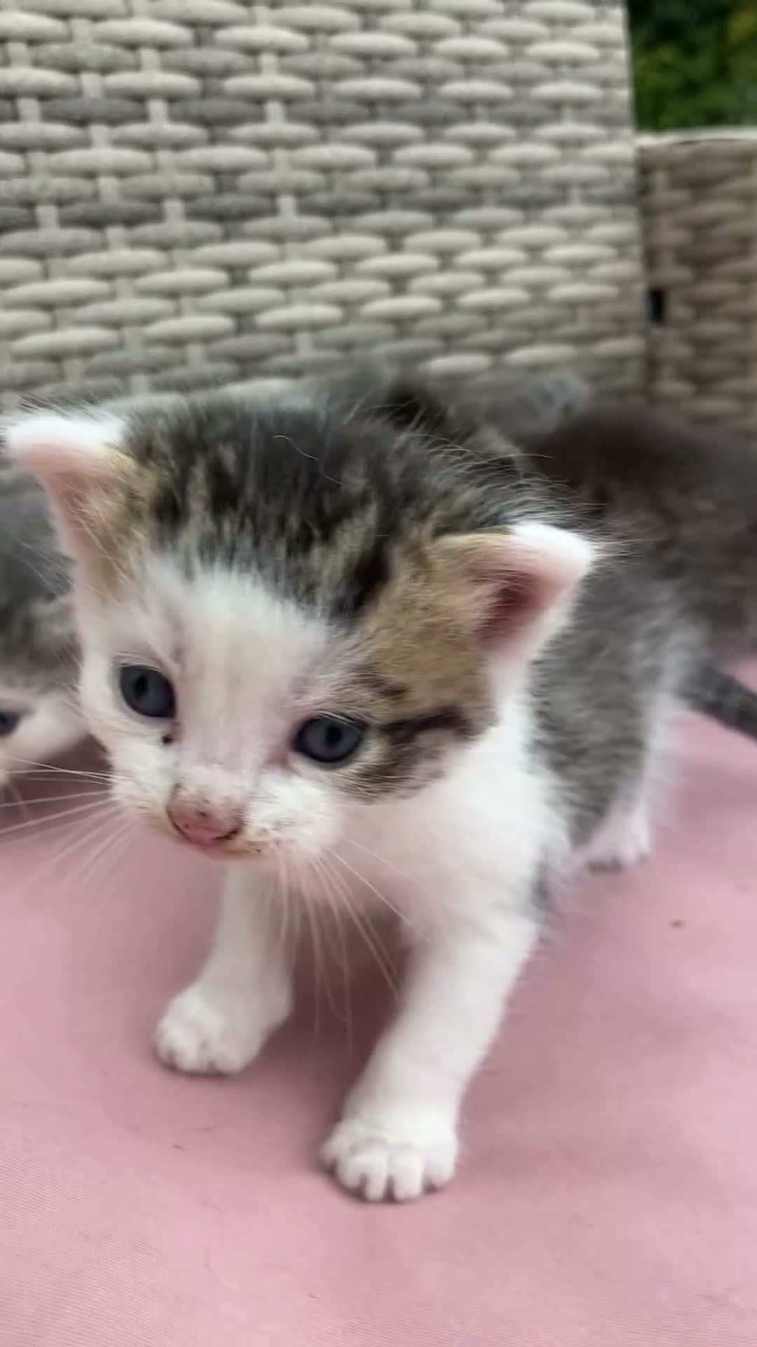 Mixed Breed cats for sale: Beautiful family friendly kittens - Video 1