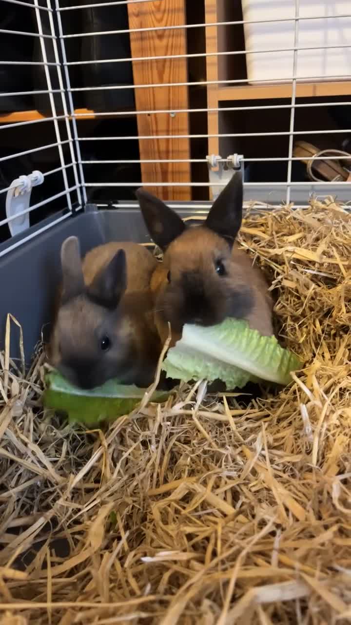 Netherland Dwarf rabbits for sale: 2 Male Netherlands dwarf rabbits  - Video 1