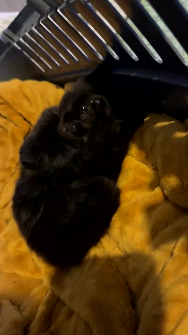 Mixed Breed cats for sale: 1 male kitten available  - Video 2