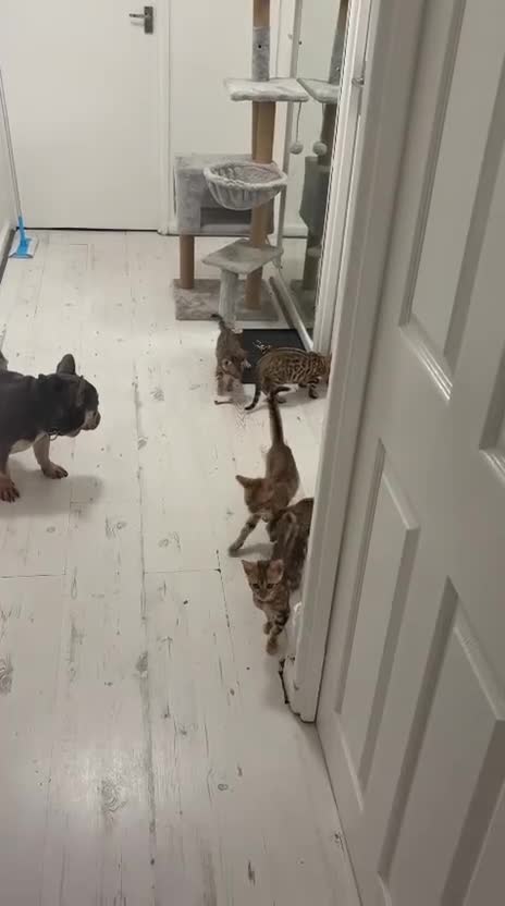 Bengal cats for sale: Bengal kittens  - Video 2