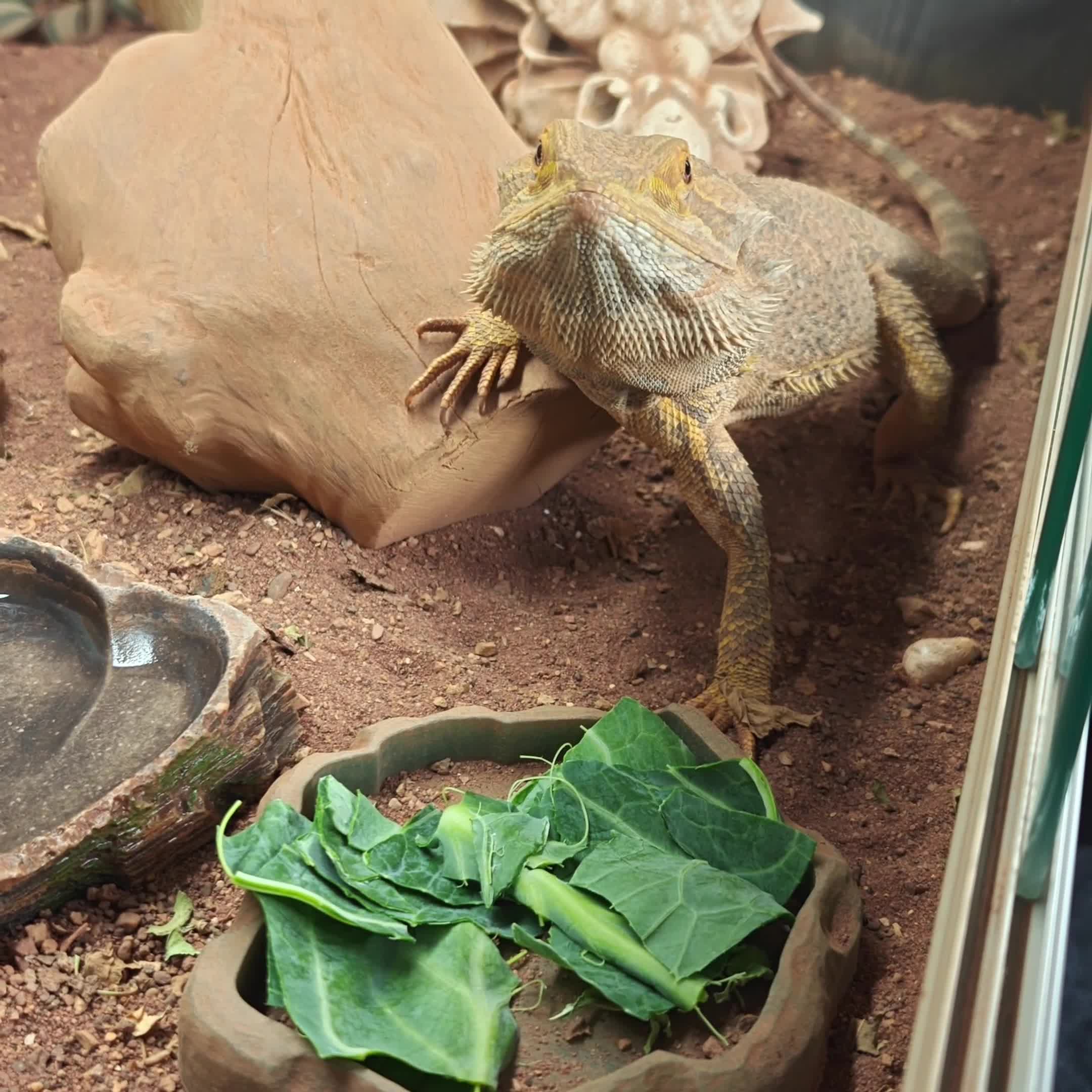 Bearded Dragon reptiles for sale: Bearded dragon for sale - Video 1
