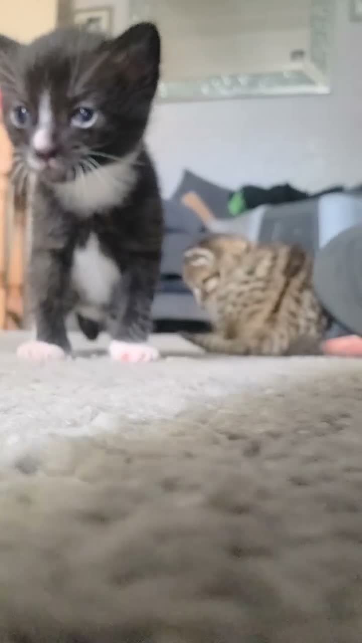 Mixed Breed cats for sale: Female kitten. Last of the litter.  - Video 2