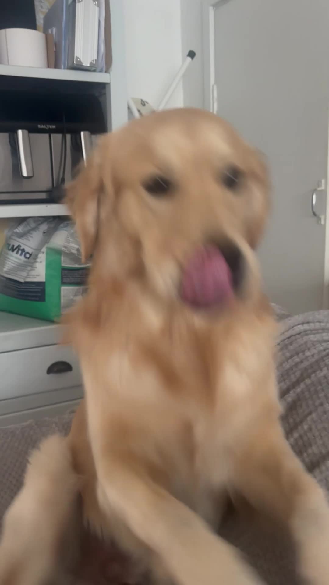 Golden Retriever dogs for stud: Niro golden retriever for stud  - Video 1