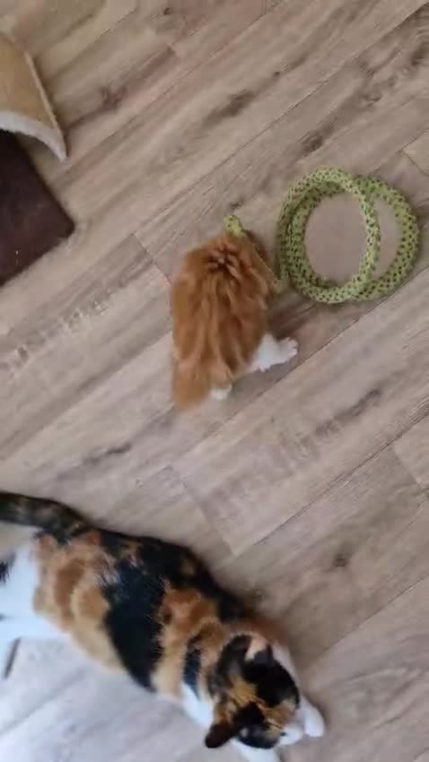 Mixed Breed cats for sale: Adorable kittens  - Video 2