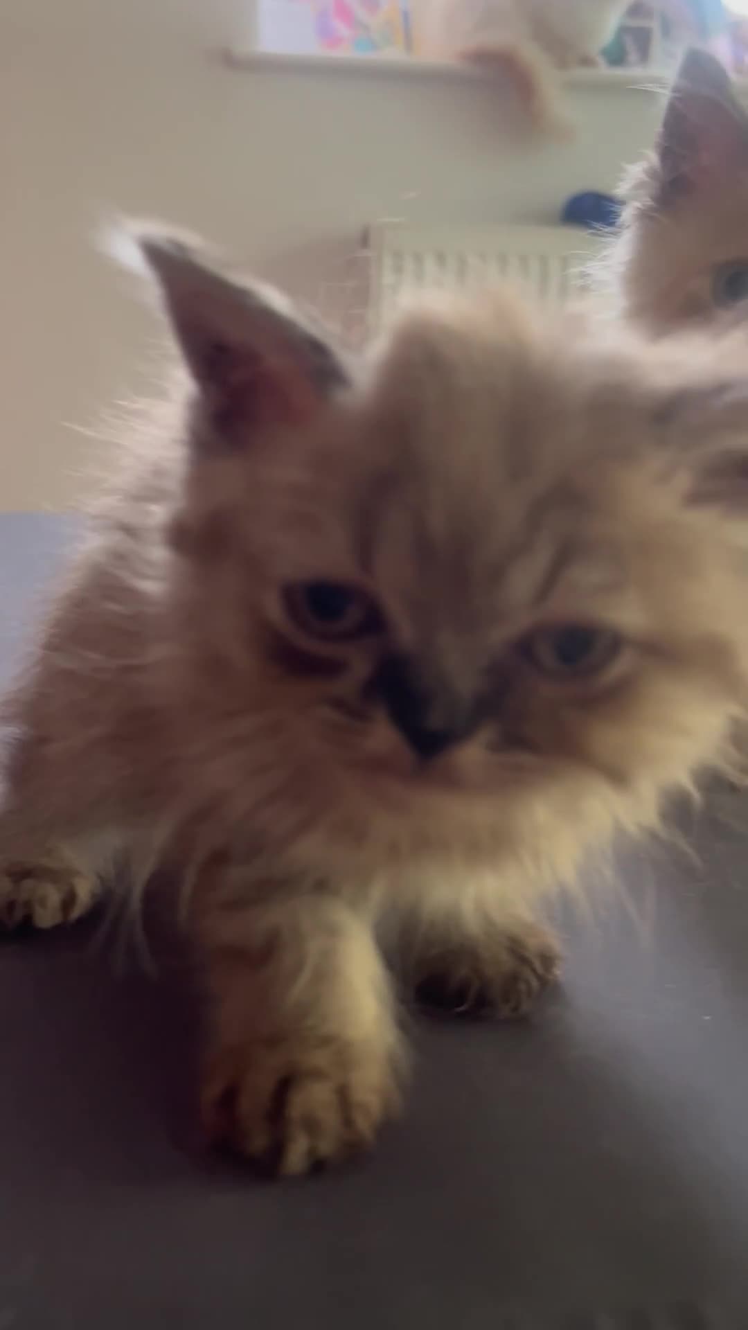 Mixed Breed cats for sale: Gorgeous grey fluffy kittens collect today  - Video 1