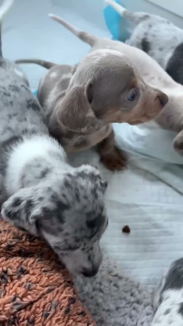 Miniature Dachshund dogs for sale: Miniature dachshund puppies 🐶  - Video 1
