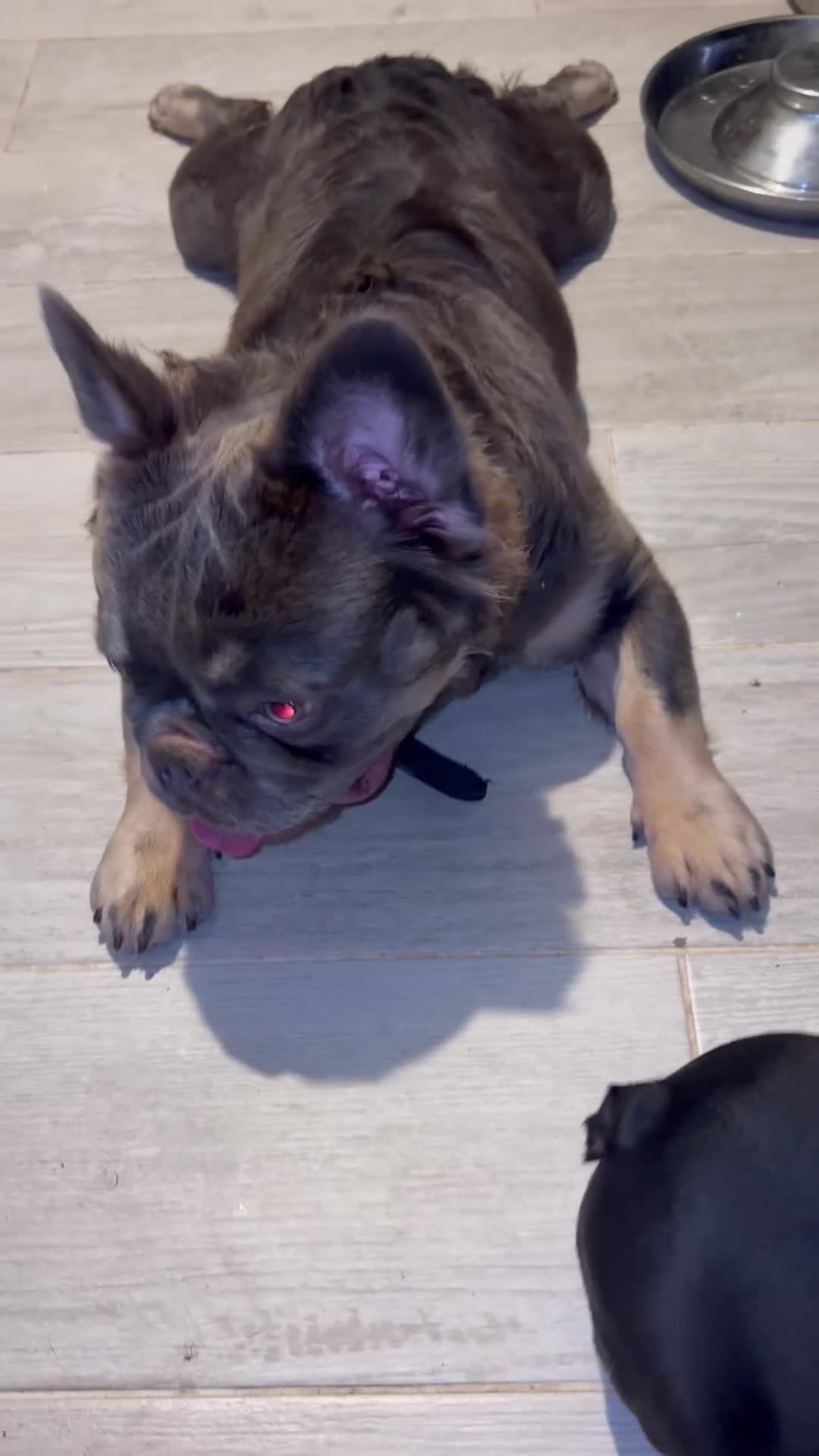 French Bulldog dogs for stud: Lilac tan fluffy - Video 1