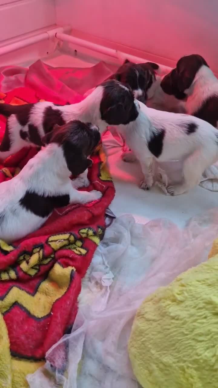 English Springer Spaniel dogs for sale: Outstanding littler of ESS! - Video 1