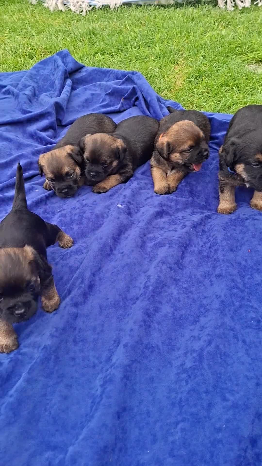Border Terrier dogs for sale: Kc registered border terriers  in Maidstone - Video 1
