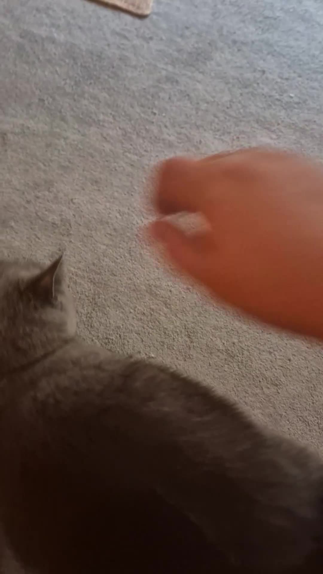 British Shorthair cats for sale: GCCF registered Blue British Shorthair Female - Video 1