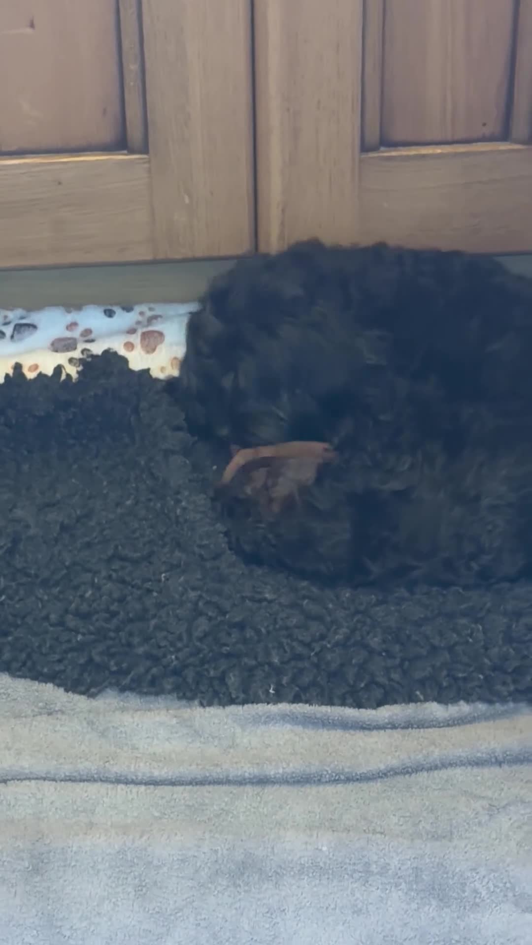 Shihpoo dogs for sale: Three Gorgeous Shihpoo Puppies 🐶🐶🐶🐾🐾🐾❤️❤️❤️ - Video 1