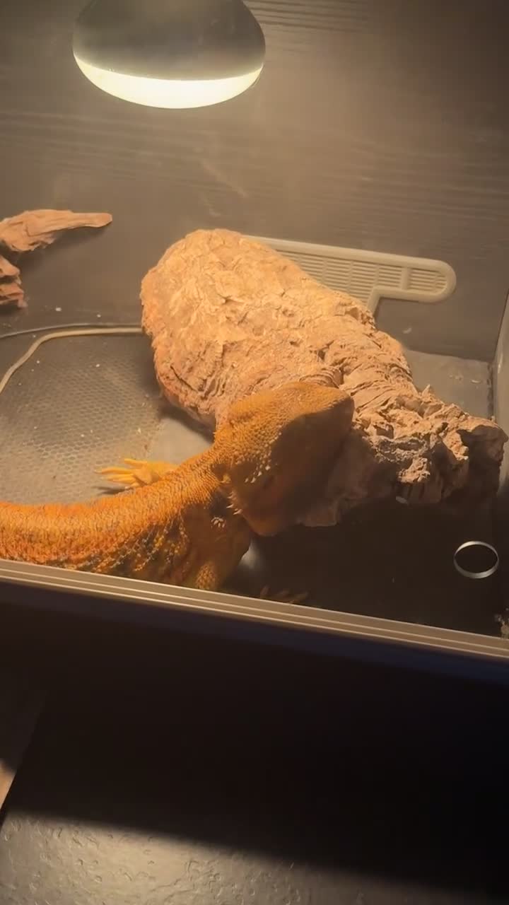 Bearded Dragon reptiles for sale: Bearded Dragon Male OTO in Leyland - Video 1