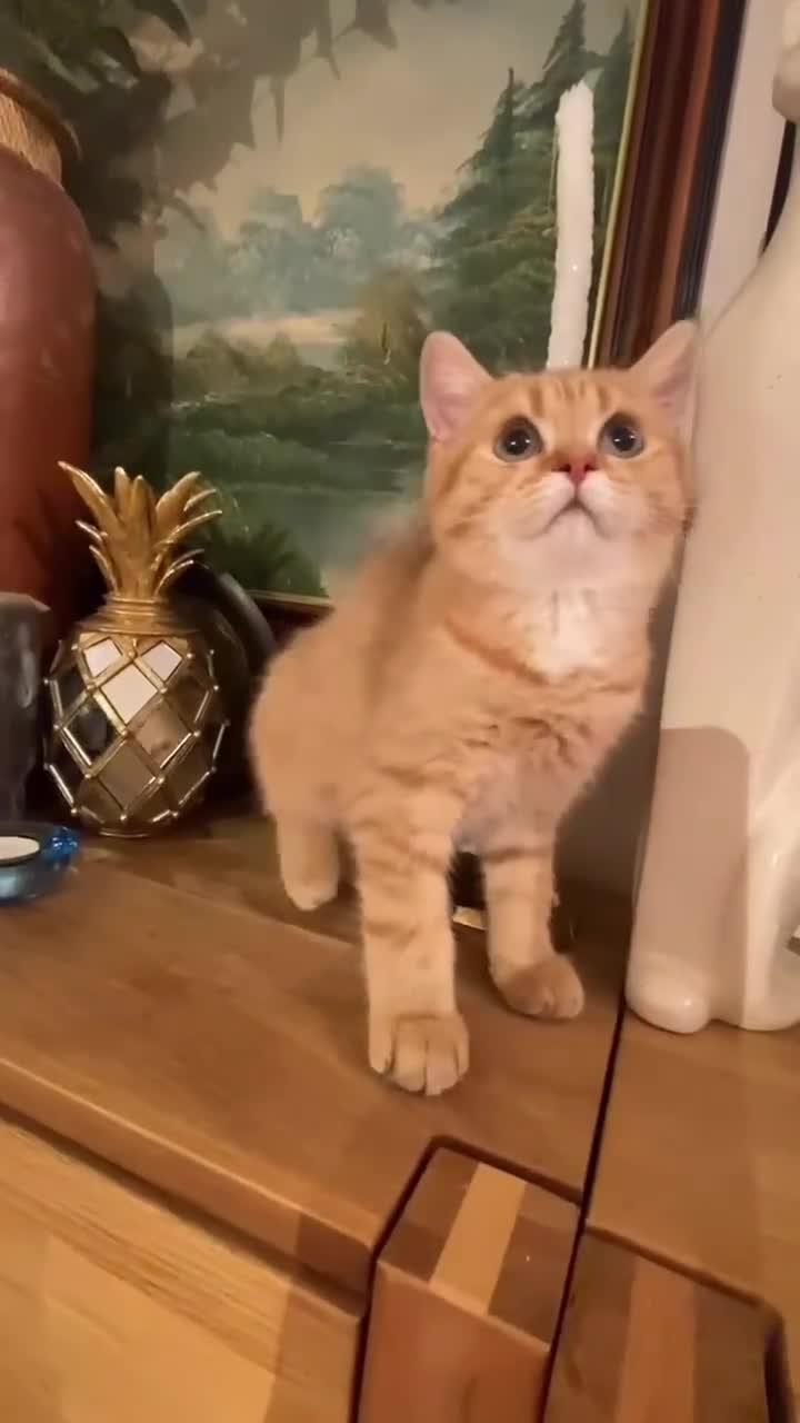 British Longhair cats for sale: British longhair  - Video 1