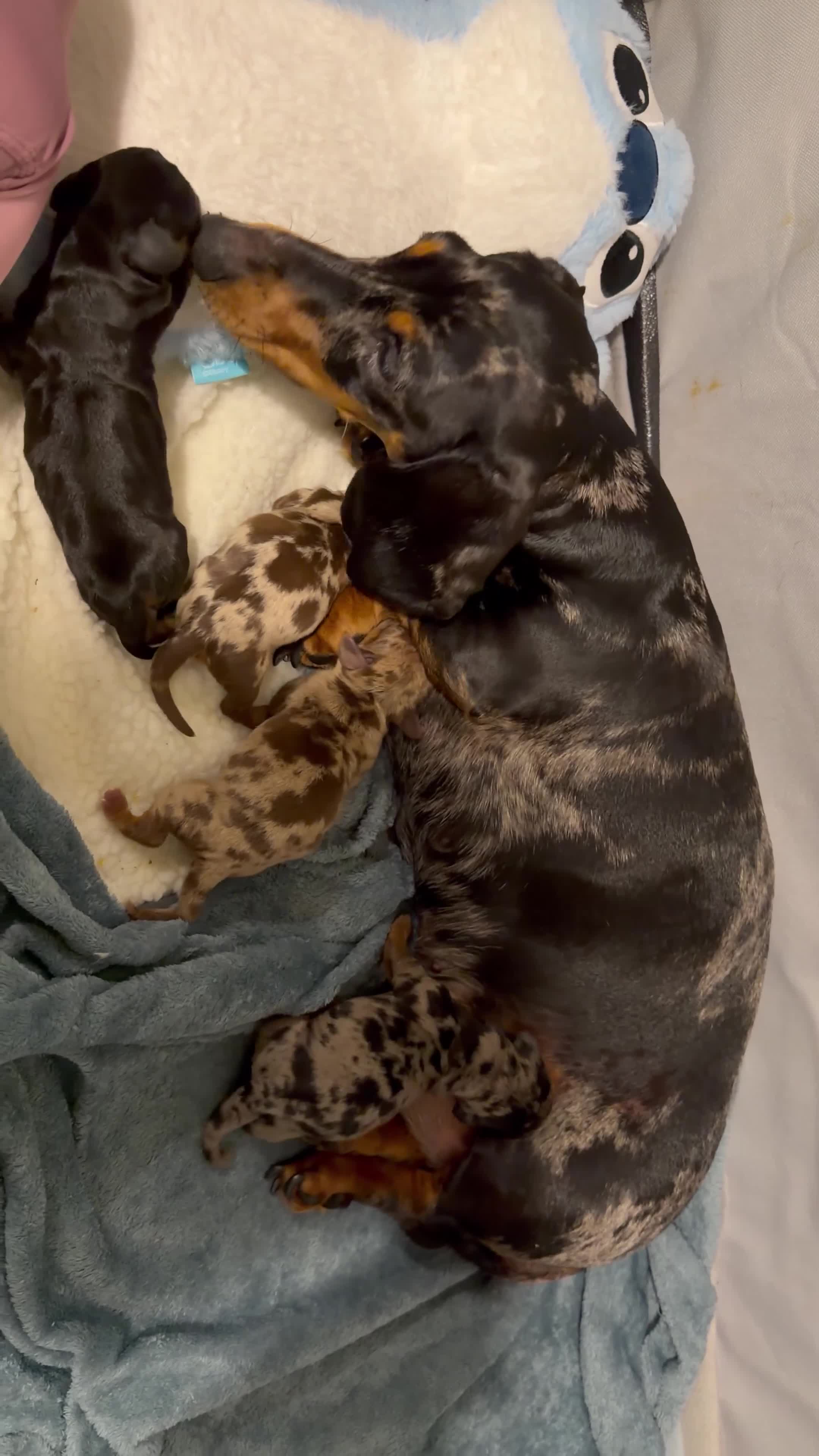 Miniature Dachshund dogs for sale: Miniature dachshund  - Video 1