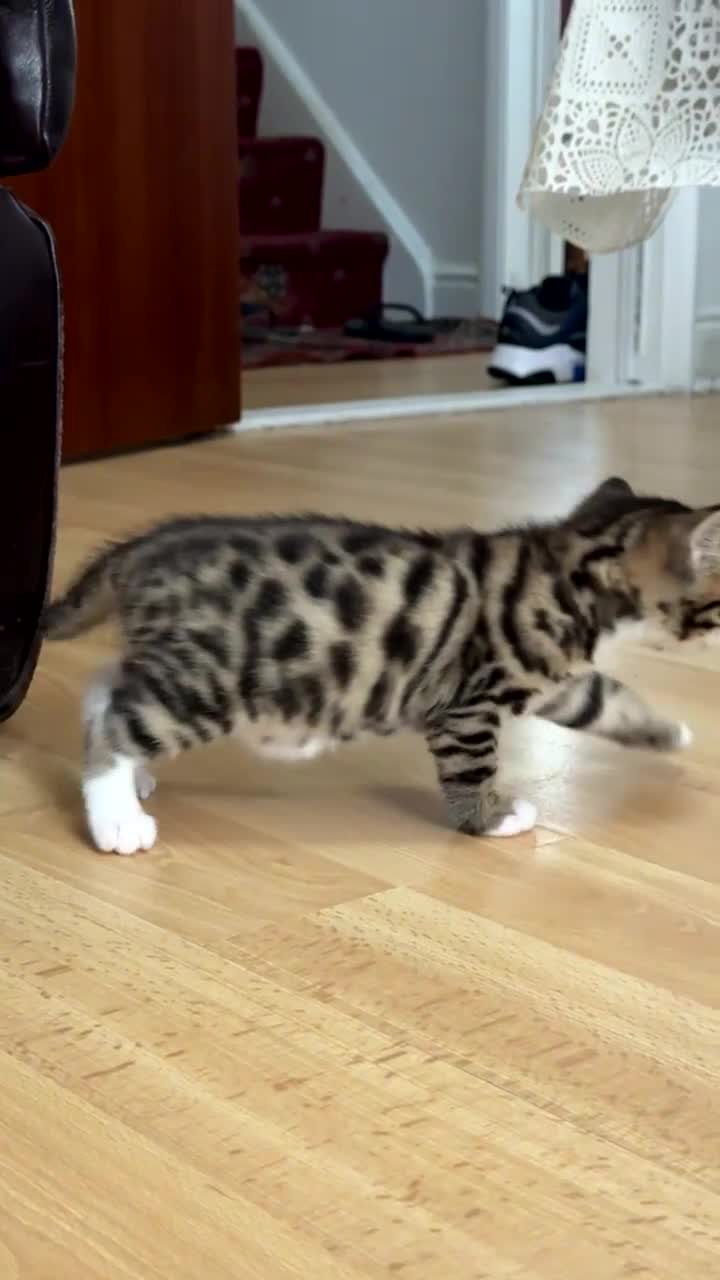 Bengal cats for sale: Beautiful Half Bengal Kittens for Sale  in Portsmouth - Video 1