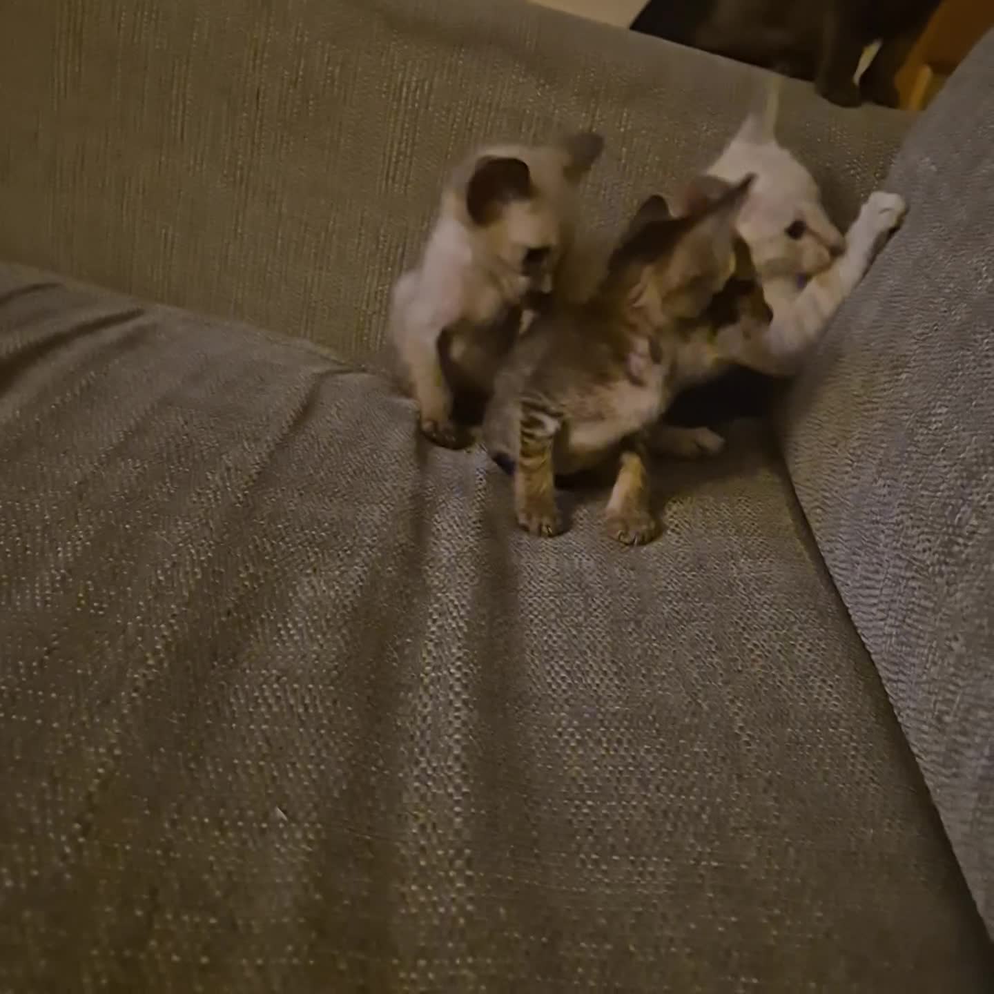 Oriental cats for sale: 2 Oriental boys left ( sold ) - Video 2