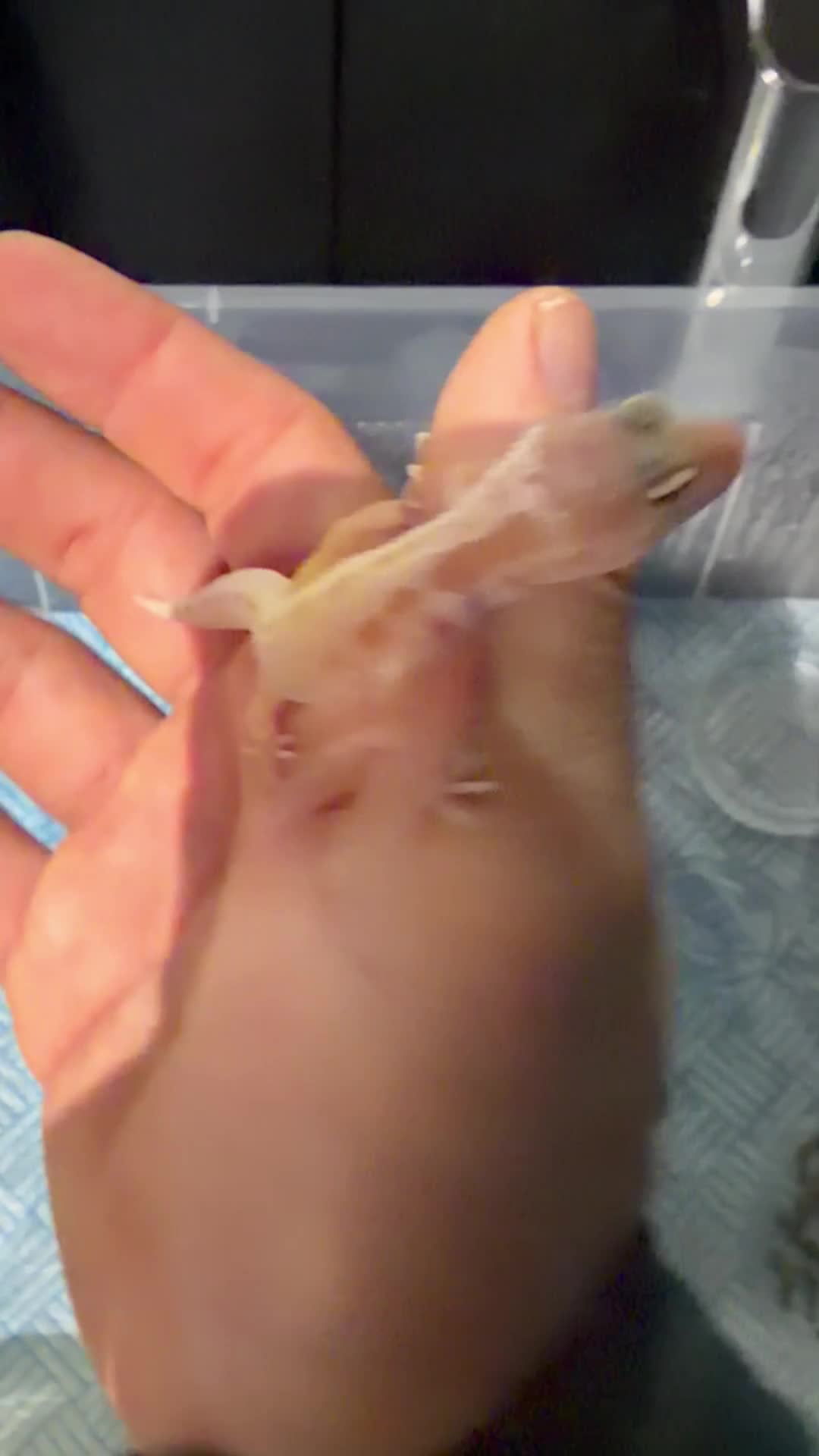 Leopard Gecko reptiles for sale: Leopard Gecko  in London - Video 1