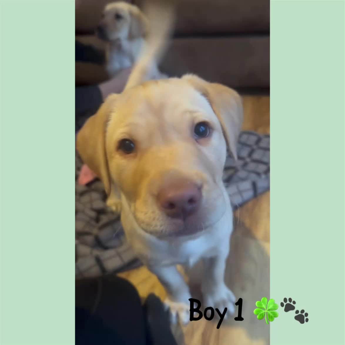 Labrador Retriever dogs for sale: Beautiful Labrador puppies!! ❤️🐾 - Video 3