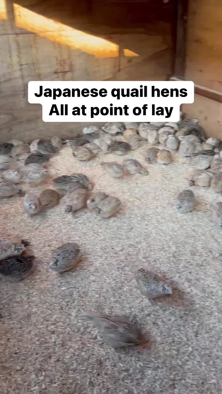 Quail poultry for sale: Japanese quail at pol (coturnix) - Video 1