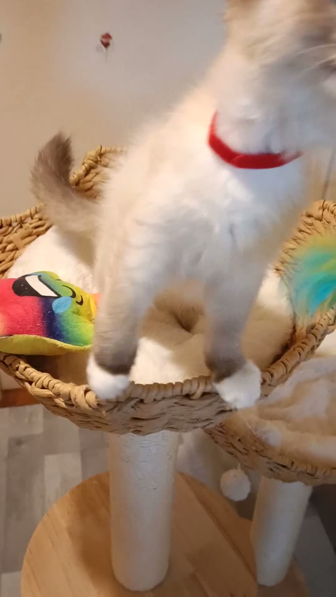 Ragdoll cats for sale: Ready active kittens Champion status Dad - Video 3