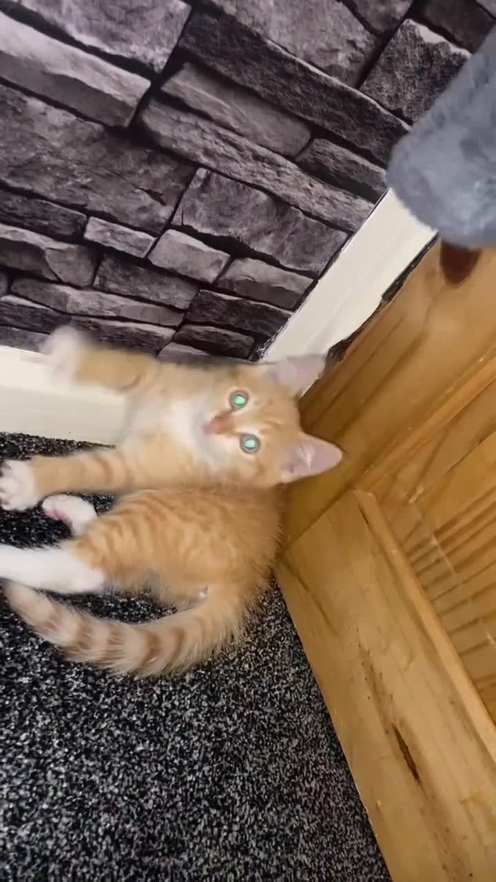American Shorthair cats for sale: Cute ginger kitten for sale half Serbian  - Video 1