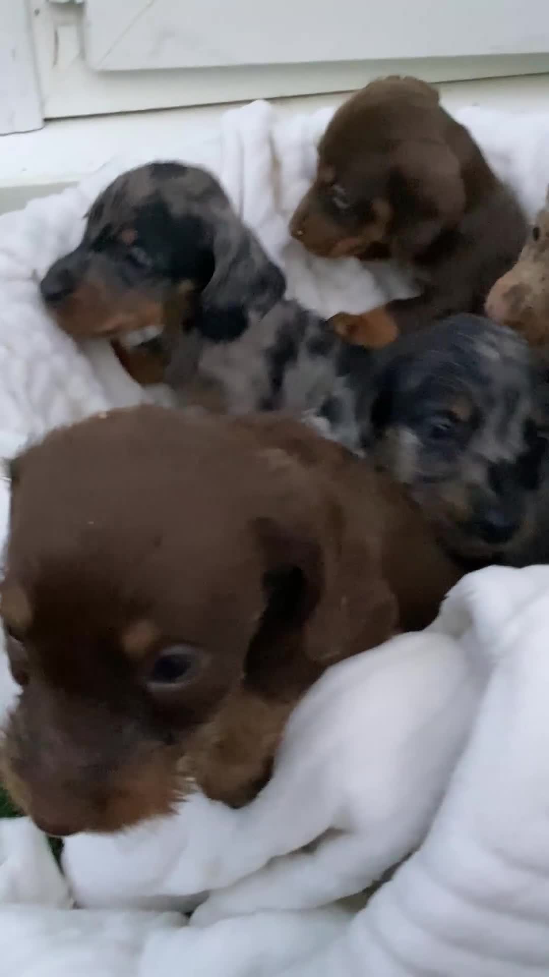 Dachshund dogs for sale: Dachshund puppies - Video 1