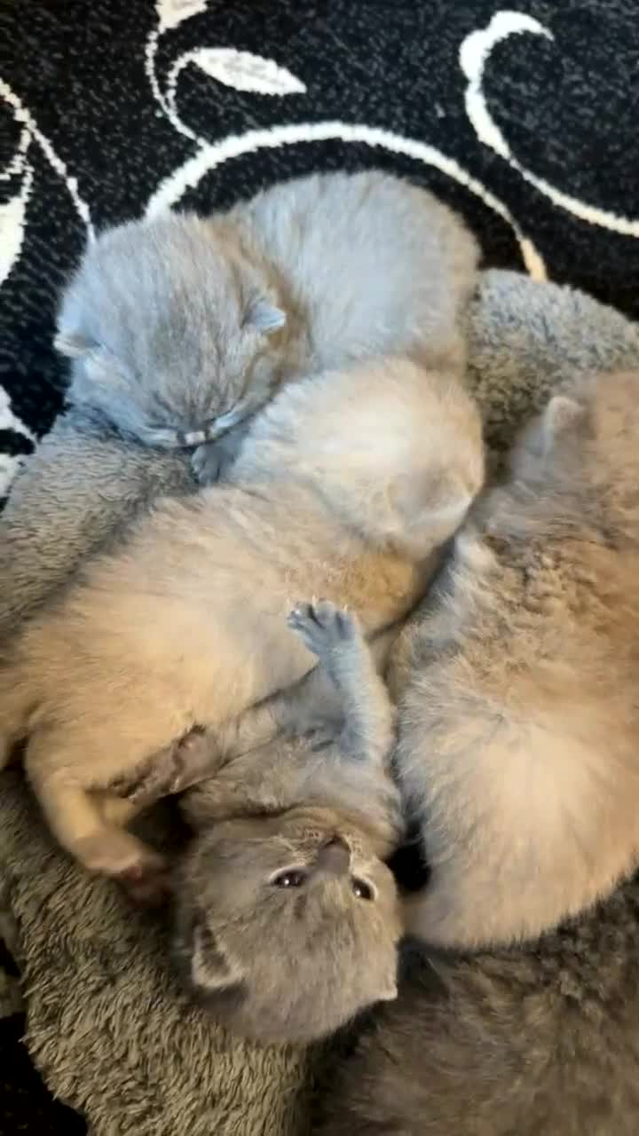 British Shorthair cats for sale: British Shorthair kittens  - Video 2